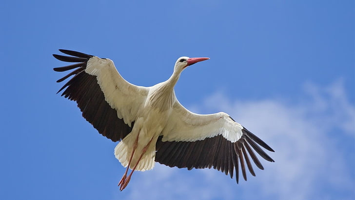 birds-white-stork-wallpaper-preview